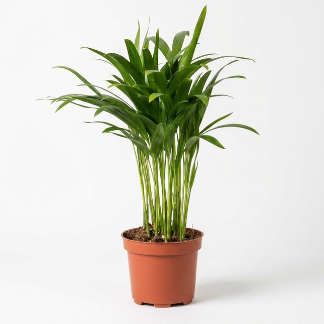 Areca Dypsis - Ø12cm - ↕35cm – kamerplant op witte achtergrond