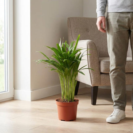 Areca Dypsis - Ø12cm - ↕35cm – formaat indicatie 35cm