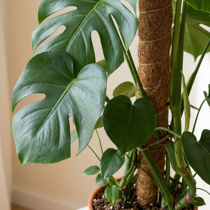 Detail van Monstera Deliciosa - Ø24cm - ↕105cm