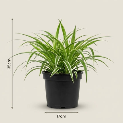 Chlorophytum Comosum Bonnie - Ø17cm - ↕35cm – afmetingen 35cm hoog, 17cm diameter