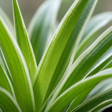 Chlorophytum Comosum Bonnie - Ø17cm - ↕35cm – close-up bladtextuur
