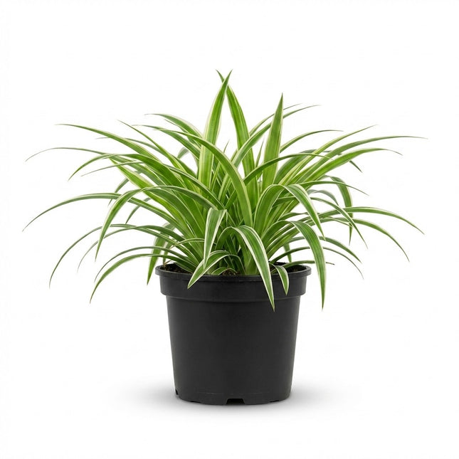 Chlorophytum Comosum Bonnie - Ø17cm - ↕35cm – kamerplant op witte achtergrond
