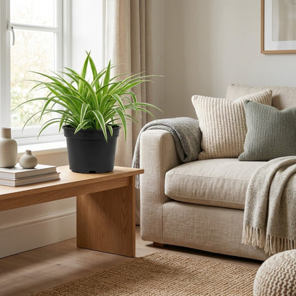 Chlorophytum Comosum Bonnie - Ø17cm - ↕35cm – gestyled in woonkamer interieur