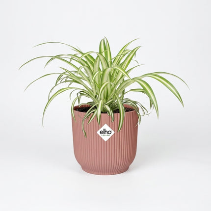 Chlorophytum Comosum Variegatum in ELHO Vibes Fold 14cm roze – kamerplant op witte achtergrond