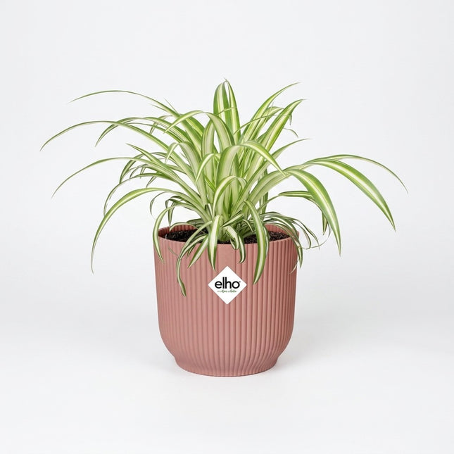 Chlorophytum Comosum Variegatum in ELHO Vibes Fold 14cm roze – kamerplant op witte achtergrond