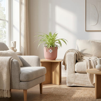 Chlorophytum Comosum Variegatum in ELHO Vibes Fold 14cm roze – gestyled in woonkamer interieur