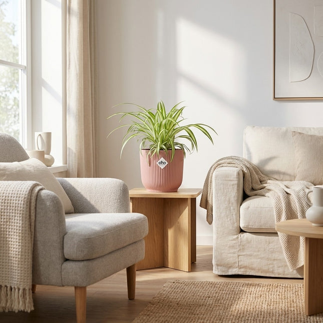 Chlorophytum Comosum Variegatum in ELHO Vibes Fold 14cm roze – gestyled in woonkamer interieur