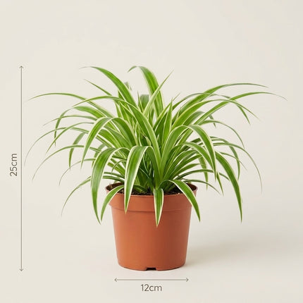 Chlorophytum - Ø12cm - ↕25cm – afmetingen 25cm hoog, 12cm diameter
