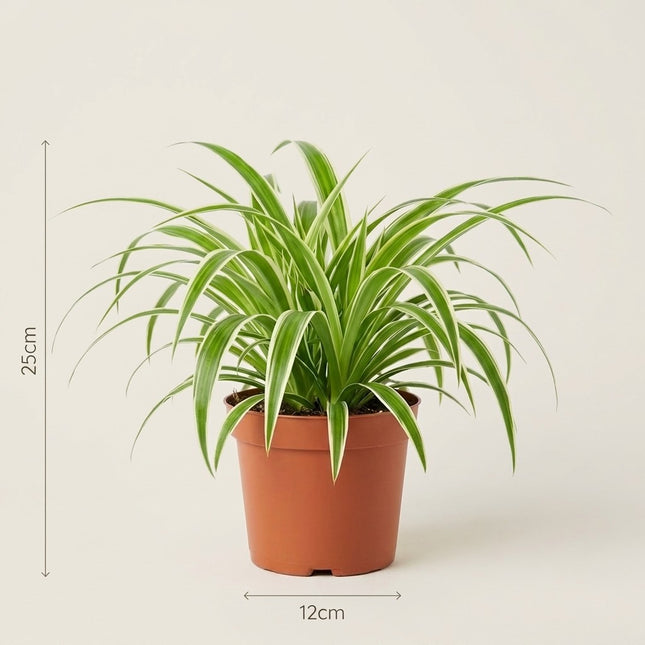 Chlorophytum - Ø12cm - ↕25cm – afmetingen 25cm hoog, 12cm diameter