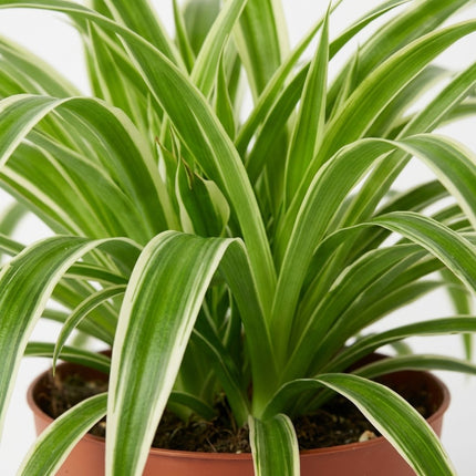 Chlorophytum - Ø12cm - ↕25cm – close-up bladtextuur