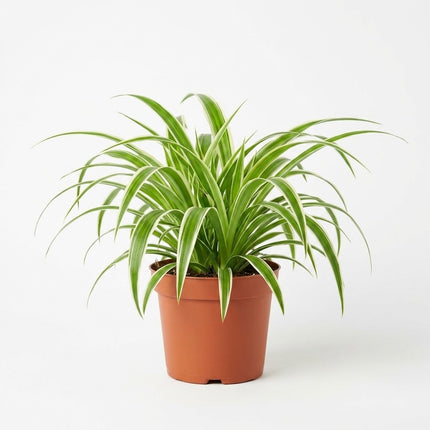 Chlorophytum - Ø12cm - ↕25cm – kamerplant op witte achtergrond