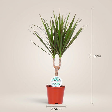 Dracaena Marginata - Ø14cm - ↕55cm – afmetingen 55cm hoog, 14cm diameter