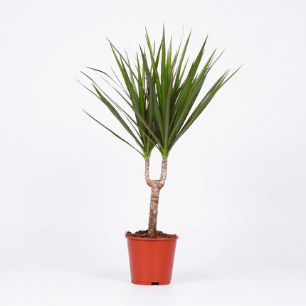 Dracaena Marginata - Ø14cm - ↕55cm – kamerplant op witte achtergrond