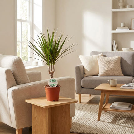 Dracaena Marginata - Ø14cm - ↕55cm – gestyled in woonkamer interieur