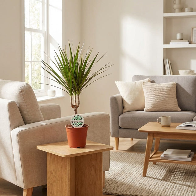 Dracaena Marginata - Ø14cm - ↕55cm – gestyled in woonkamer interieur