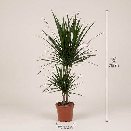 Dracaena Marginata - Ø17cm - ↕75cm – afmetingen 75cm hoog, 17cm diameter