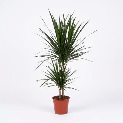 Dracaena Marginata - Ø17cm - ↕75cm – kamerplant op witte achtergrond