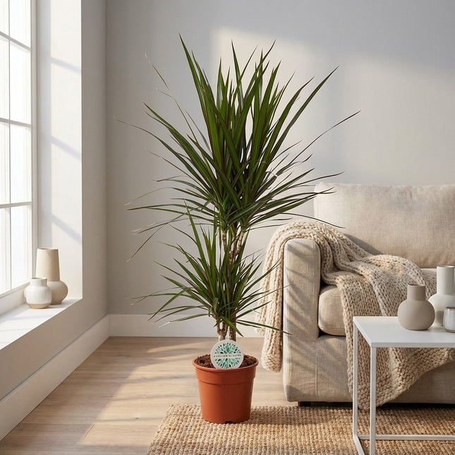 Dracaena Marginata - Ø17cm - ↕75cm – gestyled in woonkamer interieur