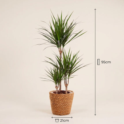 Dracaena Marginata - Ø21cm - ↕95cm – afmetingen 95cm hoog, 21cm diameter