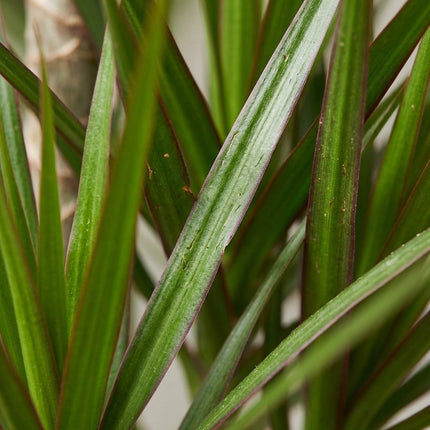 Dracaena Marginata - Ø21cm - ↕95cm – close-up bladtextuur