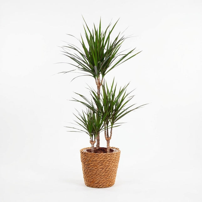 Dracaena Marginata - Ø21cm - ↕95cm – kamerplant op witte achtergrond