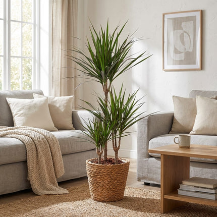 Dracaena Marginata - Ø21cm - ↕95cm – gestyled in woonkamer interieur