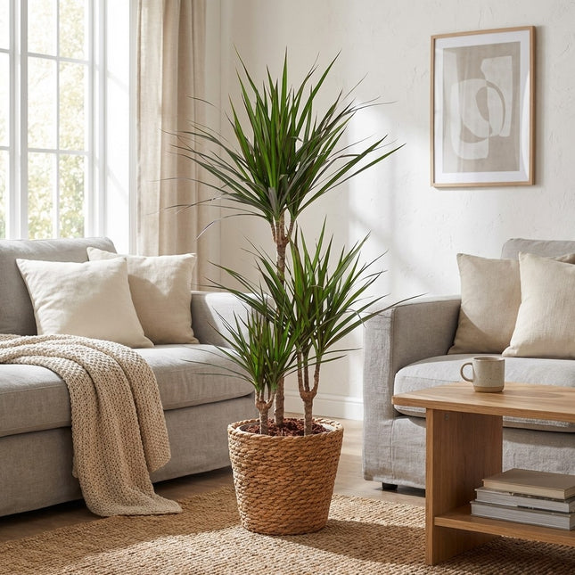 Dracaena Marginata - Ø21cm - ↕95cm – gestyled in woonkamer interieur