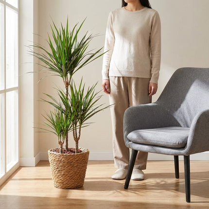 Dracaena Marginata - Ø21cm - ↕95cm – formaat indicatie 95cm