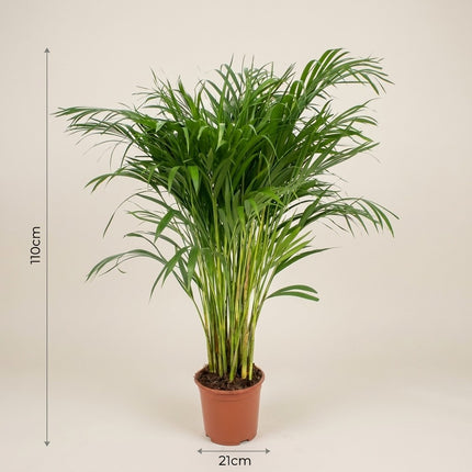 Dypsis Lutescens - Areca Palm - Ø21cm - ↕110cm – afmetingen 110cm hoog, 21cm diameter