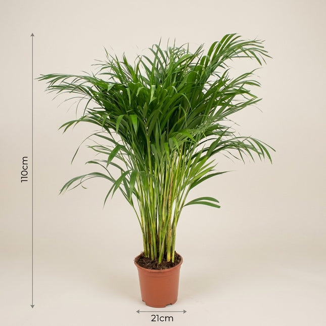 Dypsis Lutescens - Areca Palm - Ø21cm - ↕110cm – afmetingen 110cm hoog, 21cm diameter