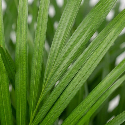 Dypsis Lutescens - Areca Palm - Ø21cm - ↕110cm – close-up bladtextuur