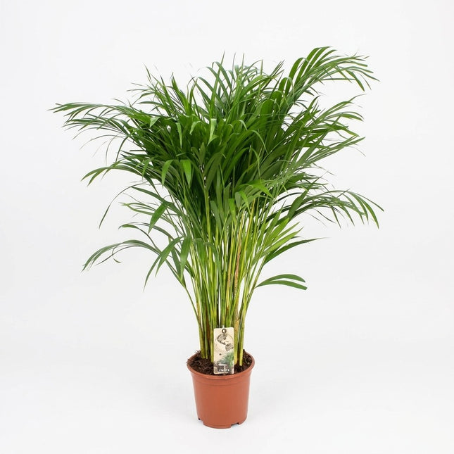 Dypsis Lutescens - Areca Palm - Ø21cm - ↕110cm – kamerplant op witte achtergrond