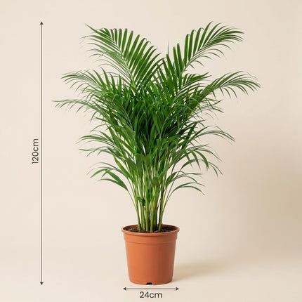 Dypsis Lutescens - Areca Palm - Ø24cm - ↕120cm – afmetingen 120cm hoog, 24cm diameter