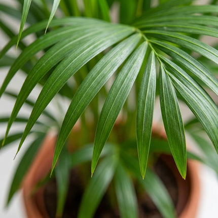 Dypsis Lutescens - Areca Palm - Ø24cm - ↕120cm – close-up bladtextuur