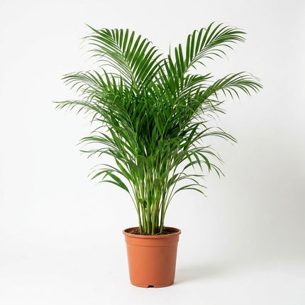 Dypsis Lutescens - Areca Palm - Ø24cm - ↕120cm – kamerplant op witte achtergrond