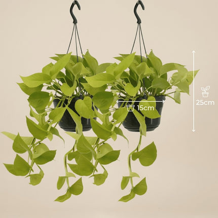 Epipremnum Golden Pothos - 2 stuks - Ø15cm - ↕25cm – afmetingen 25cm hoog, 15cm diameter