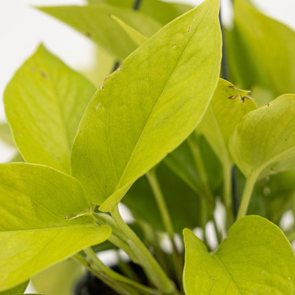 Epipremnum Golden Pothos - 2 stuks - Ø15cm - ↕25cm – close-up bladtextuur