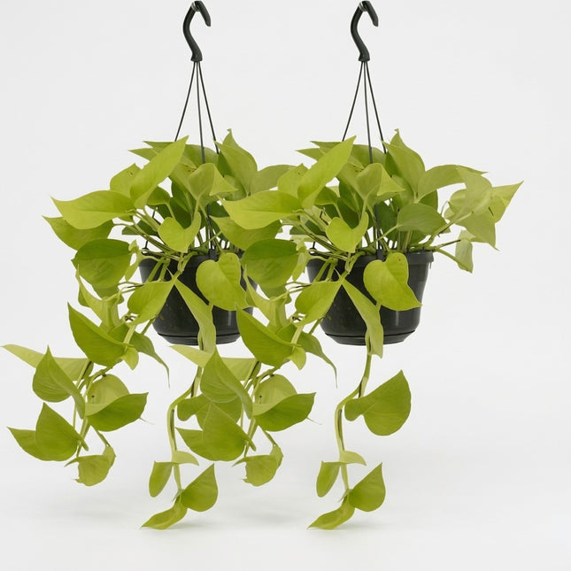 Epipremnum Golden Pothos - 2 stuks - Ø15cm - ↕25cm – kamerplant op witte achtergrond
