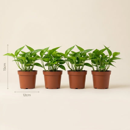 Epipremnum Golden Pothos - 4 stuks - Ø12cm - ↕15cm – afmetingen 15cm hoog, 12cm diameter