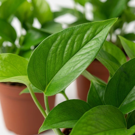 Epipremnum Golden Pothos - 4 stuks - Ø12cm - ↕15cm – close-up bladtextuur