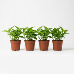 Epipremnum Golden Pothos - 4 stuks - Ø12cm - ↕15cm – kamerplant op witte achtergrond