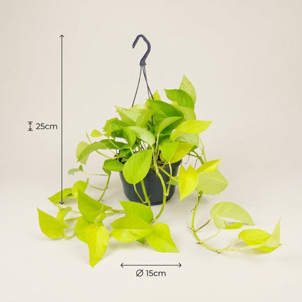 Epipremnum Golden Pothos - Scindapsus - Ø15cm - ↕25cm – afmetingen 25cm hoog, 15cm diameter
