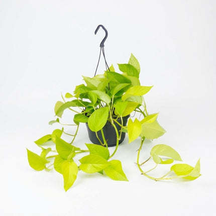Epipremnum Golden Pothos - Scindapsus - Ø15cm - ↕25cm – kamerplant op witte achtergrond