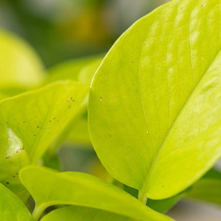 Epipremnum Golden Pothos - Scindapsus - Ø12cm - ↕15cm – close-up bladtextuur