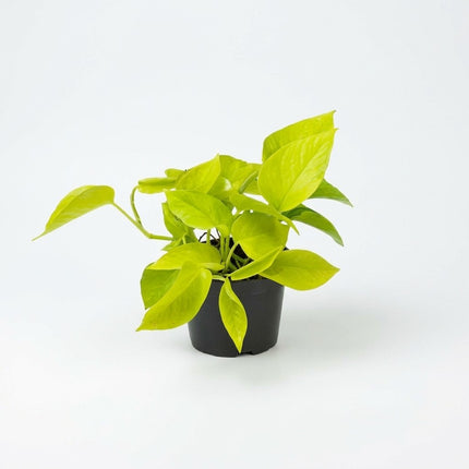Epipremnum Golden Pothos - Scindapsus - Ø12cm - ↕15cm – kamerplant op witte achtergrond