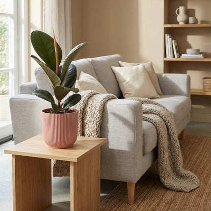 Ficus Elastica Robusta in ELHO Vibes Fold 14cm roze – gestyled in woonkamer interieur