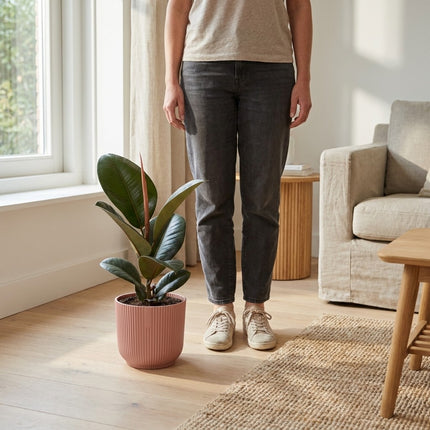 Ficus Elastica Robusta in ELHO Vibes Fold 14cm roze – formaat indicatie 60cm