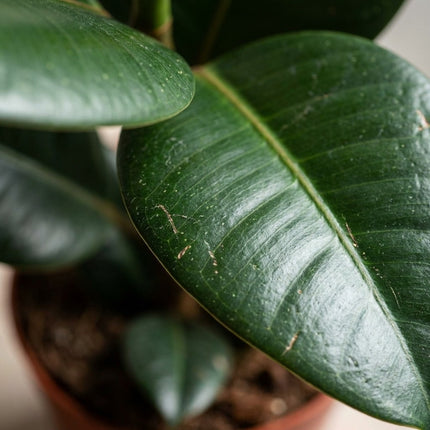 Ficus Elastica Robusta - Ø12cm - ↕35cm – close-up bladtextuur