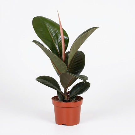 Ficus Elastica Robusta - Ø12cm - ↕35cm – kamerplant op witte achtergrond
