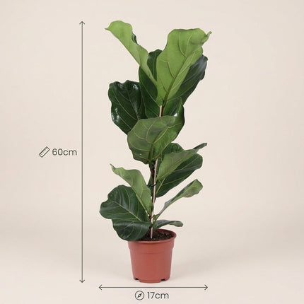 Ficus Lyrata - Ø17cm - ↕60cm – afmetingen 60cm hoog, 17cm diameter